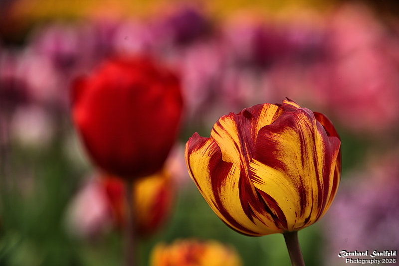 Bernhard Saalfeld - Tulpenpracht 2026 (9v9)